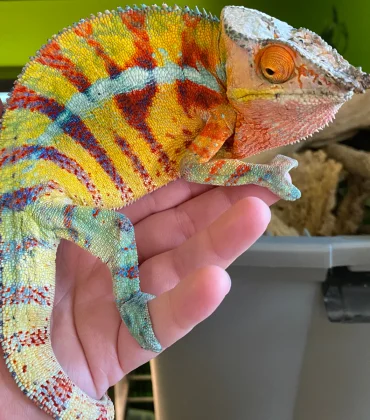 AmbanjaAdultChameleonForSale_1800x1800 AmbanjaAdultChameleonForSale_1800x1800